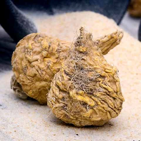 Maca Root ingredient illustration