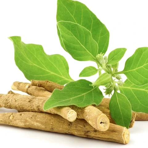 Ashwagandha ingredient illustration