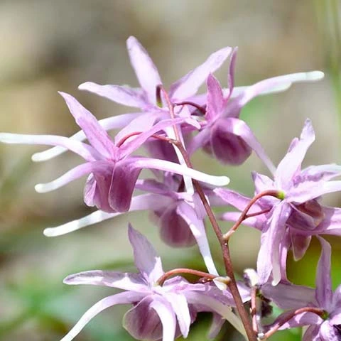 Horny Goat Weed ingredient illustration